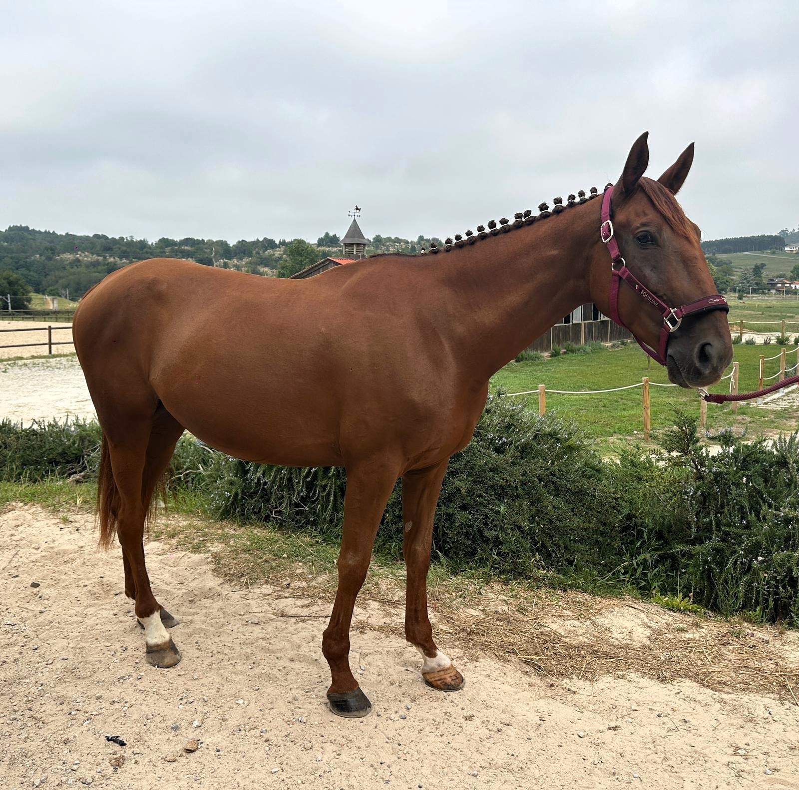 horse